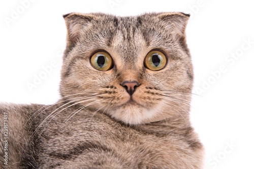 Cat with big eyes on a white background photo