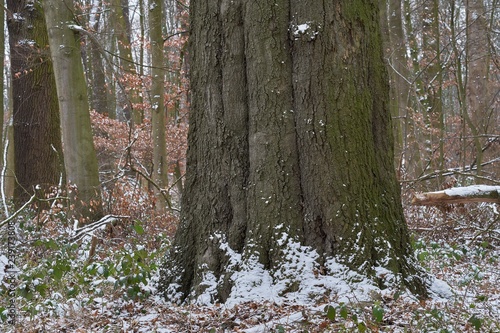 Big old tree in wintry forest. The first snowfall this year.
