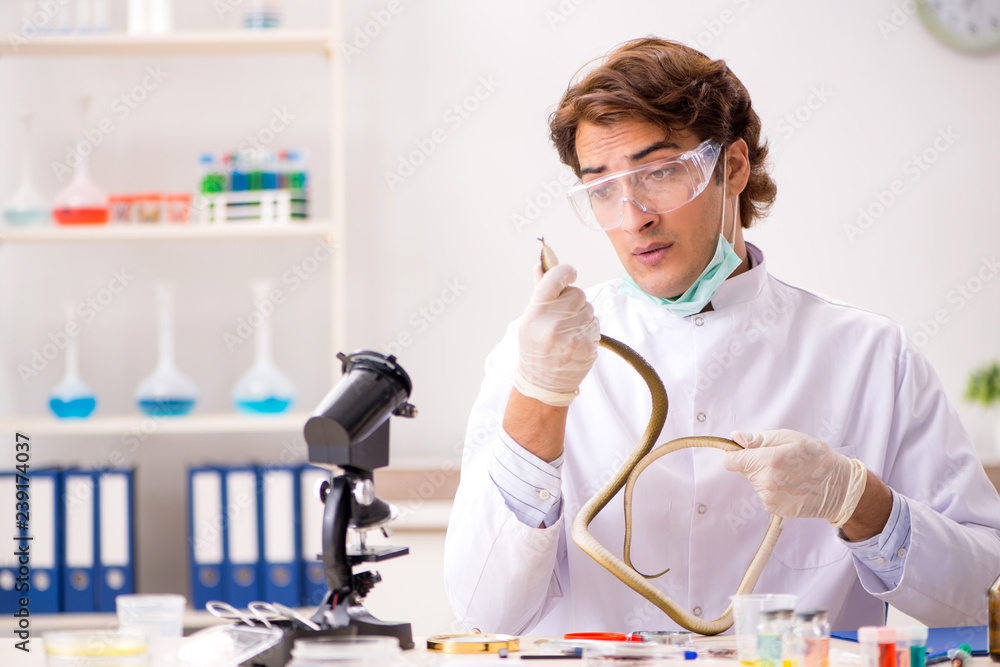 Male scientist extracting poison from snake for drug synthesis Male scientist extracting poison from snake for drug synthesis