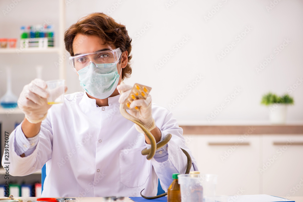 Male scientist extracting poison from snake for drug synthesis Male scientist extracting poison from snake for drug synthesis