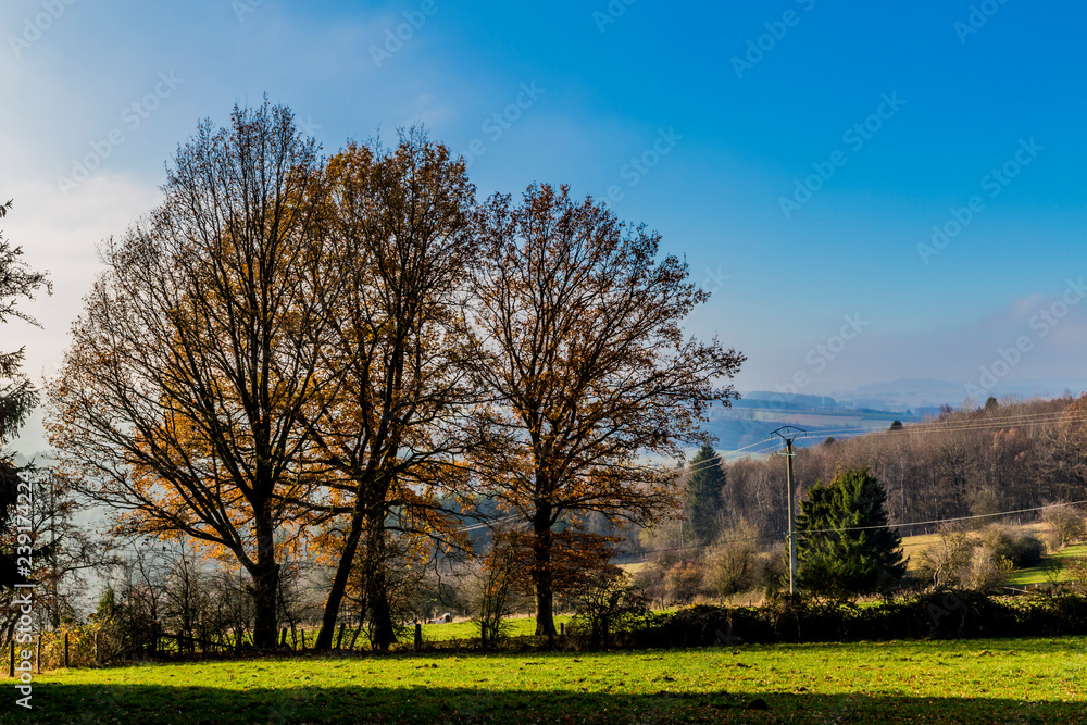 Agricultural green meadow illuminated by sunlight with three huge bare trees against blue sky, autumnal pine trees in the mountains in background, calm sunny winter day in the Belgian Ardennes