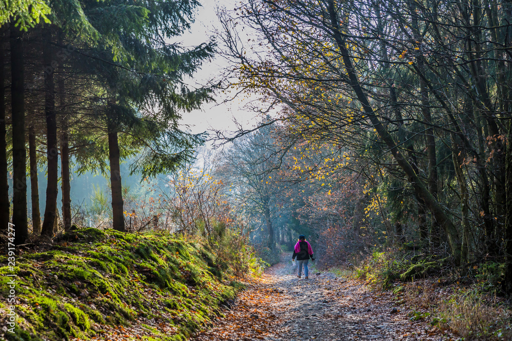 beautiful image of a woman walking on a path in the middle of the forest between the villages of Vielsalm and Beche on a wonderful cold winter day in of the Belgian Ardennes beautiful image of a woman walking on a path in the middle of the forest between the villages of Vielsalm and Beche on a wonderful cold winter day in of the Belgian Ardennes