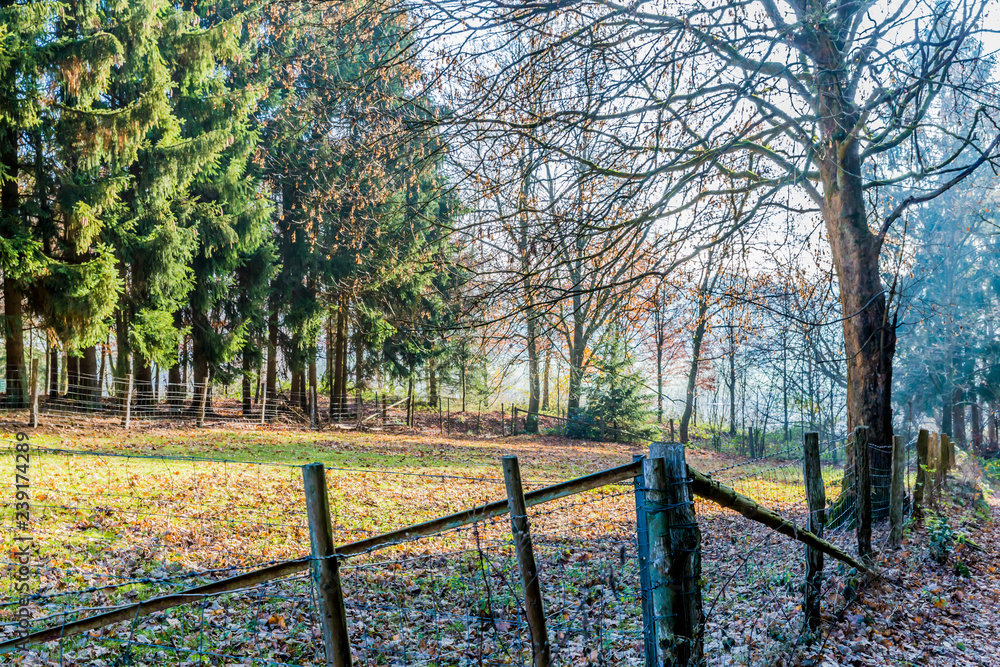 Agricultural landscape of a fenced farm land with bare trees and pine trees in background against a hazy sky, sunlight illuminating, cold winter day in the Belgian Ardennes