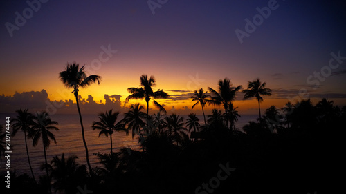 silhouette of palm tree at sunset