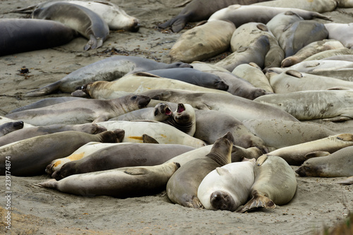 Elephant Seals at the beach near San Simeon, California, USA