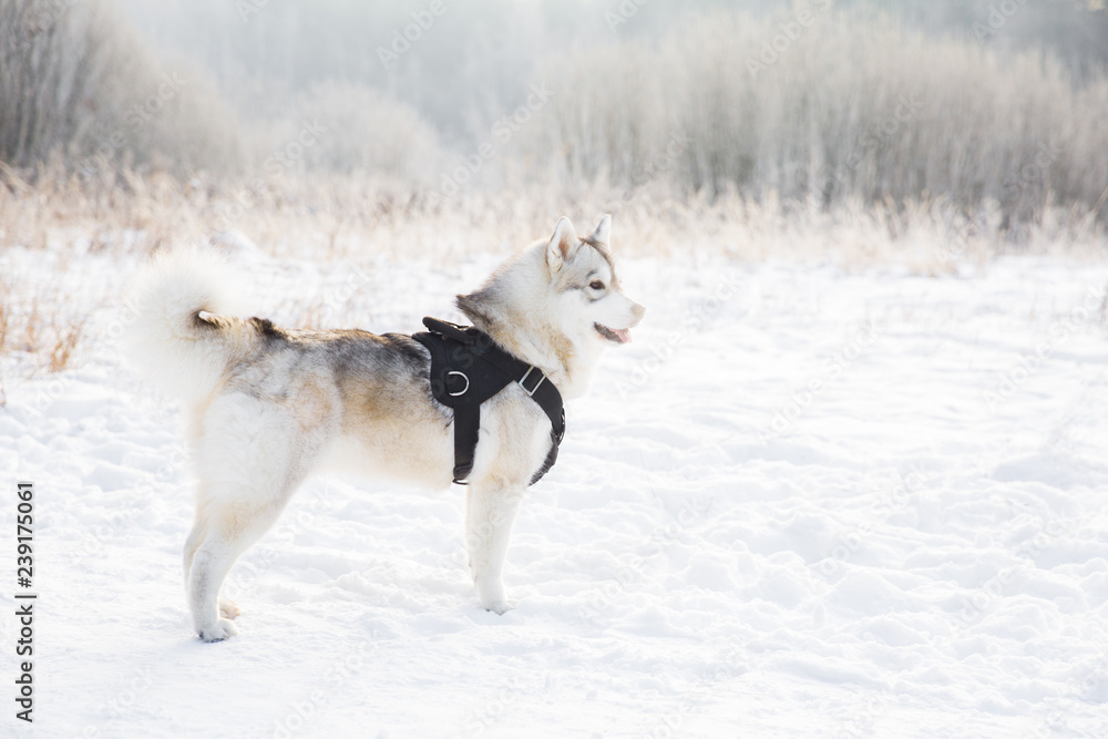 Naklejka premium Husky dog on snowy field in winter forest. Pedigree dog