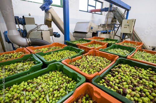 Detail of olive oil production line, entrance of olives in mill