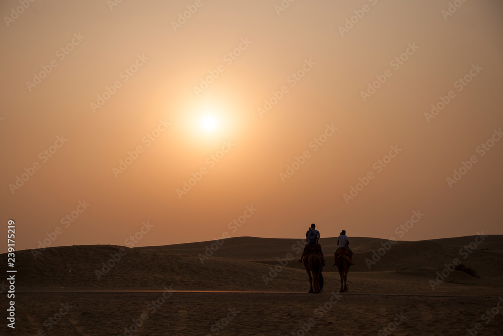 camels with sun