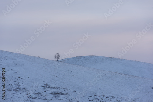 Lonely tree in snowy Altai mountains © olinchuk