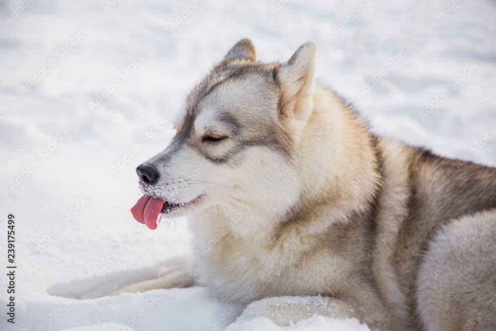 Husky dog on snowy field in winter forest. Pedigree dog lying on the snow