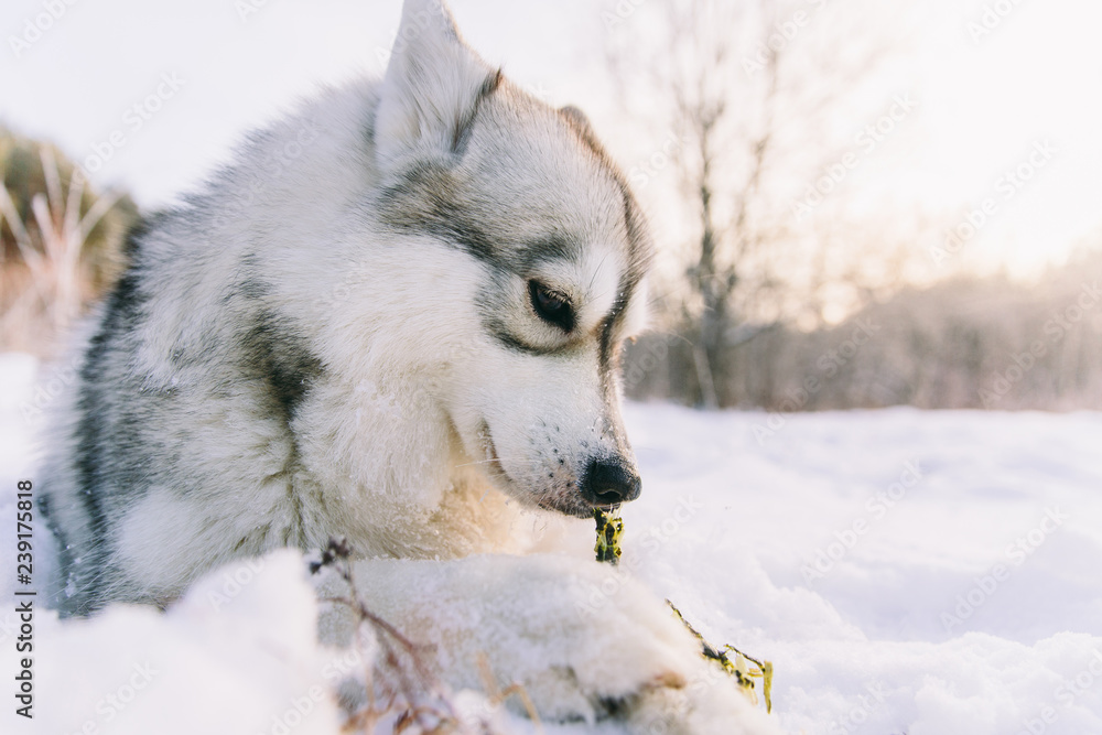 Obraz premium Husky dog on snowy field in winter forest. Pedigree dog lying on the snow