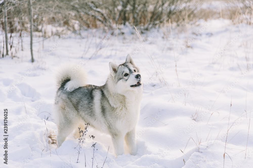 Husky dog on snowy field in winter forest. Playful pedigree dog