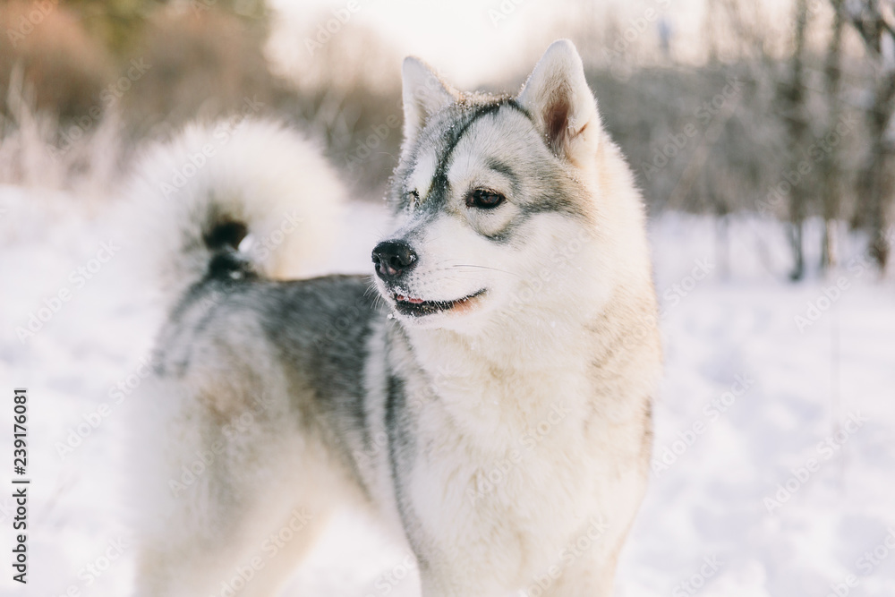 Husky dog on snowy field in winter forest. Pedigree dog