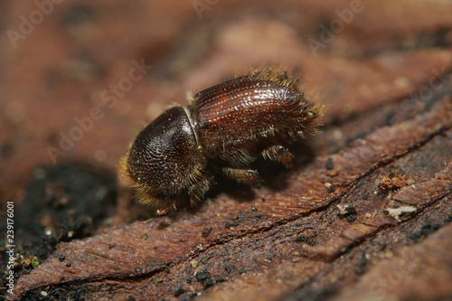 Spruce bark beetle on a close up horizontal picture. A common European insect considered pest in spruce forests.