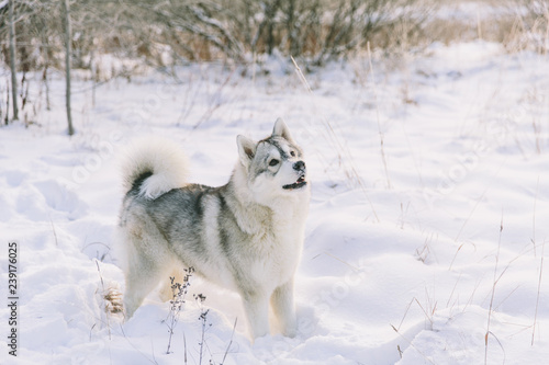 Husky dog on snowy field in winter forest. Playful pedigree dog © alexander132