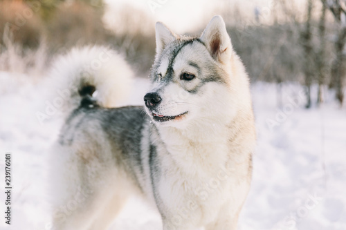 Husky dog on snowy field in winter forest. Pedigree dog © alexander132