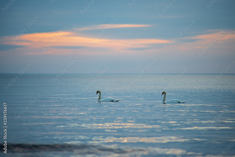 flock of wild birds resting in water near shore
