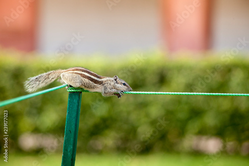 Canvas Print cute Chipmunk close up india