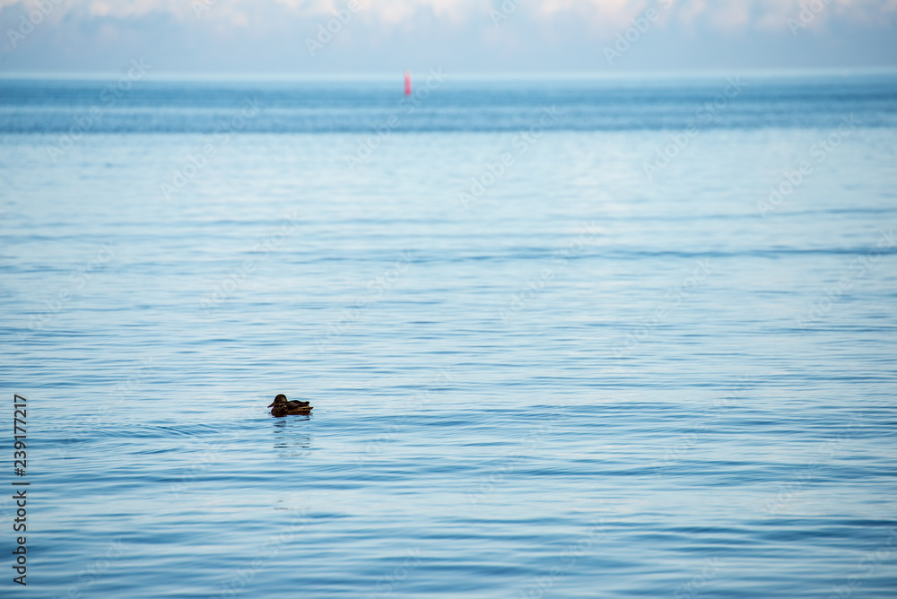 Fototapeta premium blue sky white clouds over calm body of water