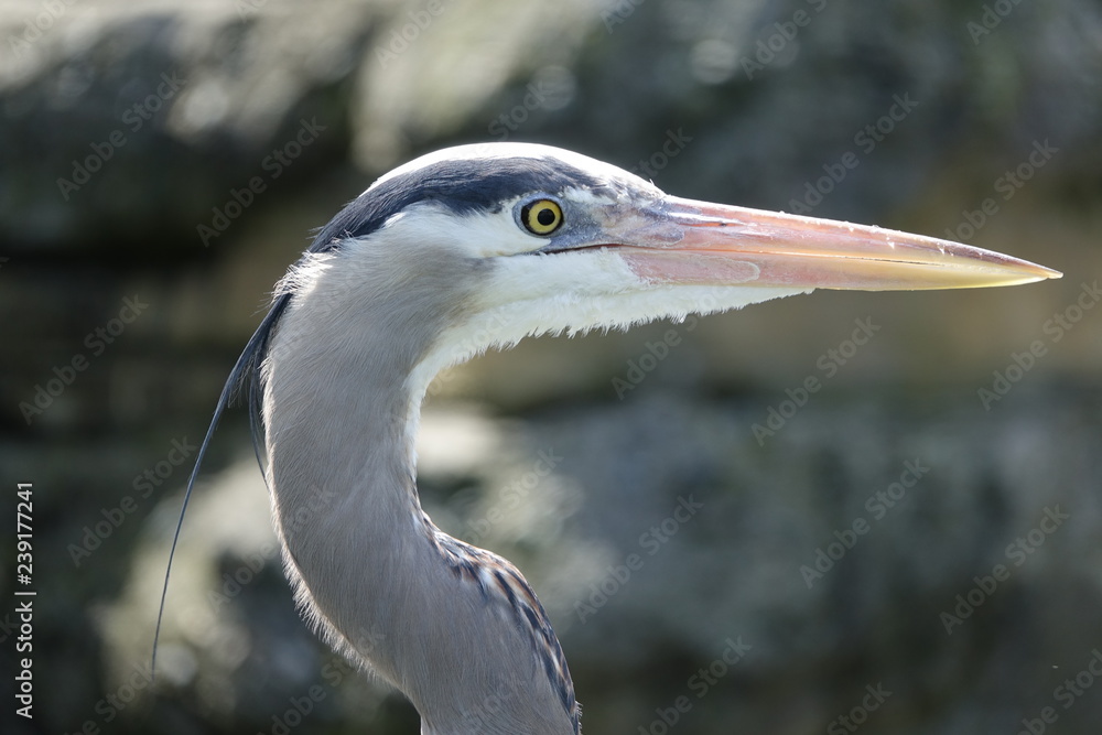 great blue heron