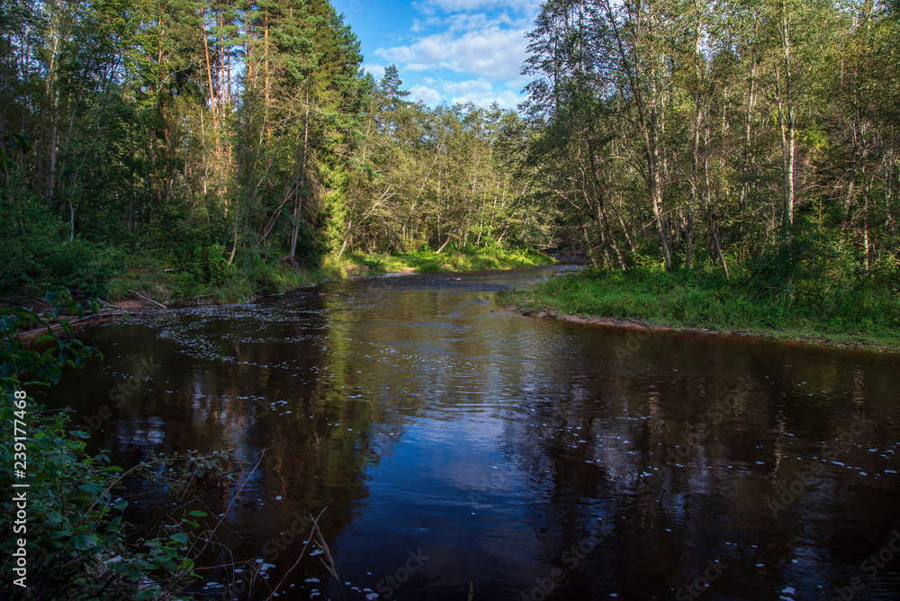 wavy river in forest in green summer