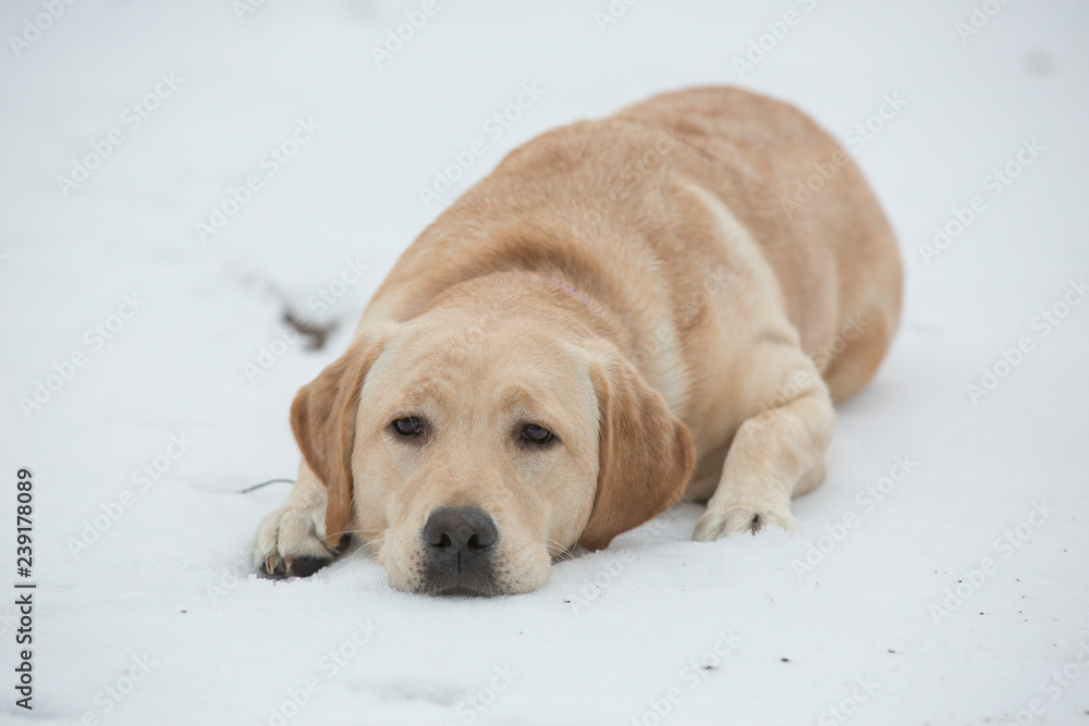 Labradorpup ligt in de sneeuw