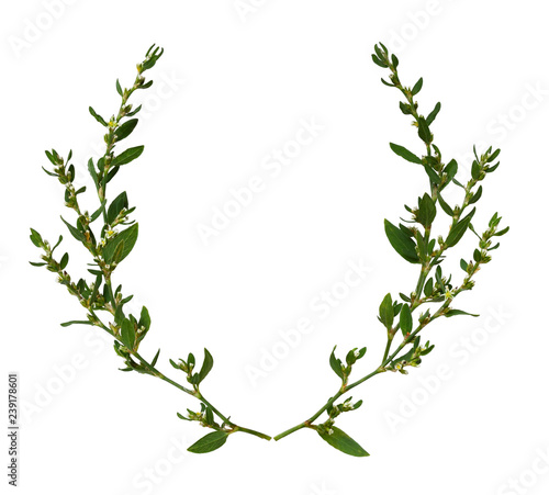 Wild twigs with green leave...