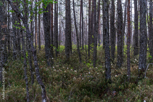 Fototapeta Naklejka Na Ścianę i Meble -  naked pine tree forest before winter