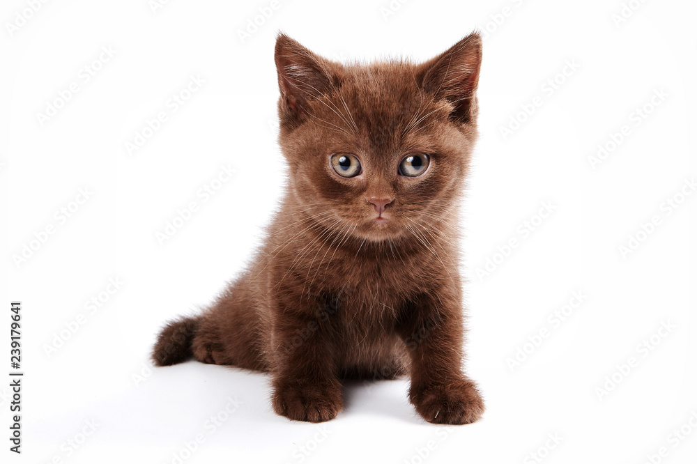 Fototapeta premium brown kitten british cat (isolated on white)