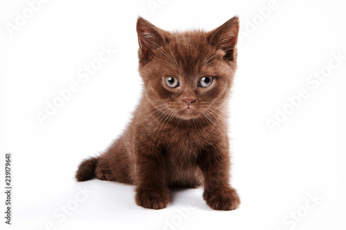 brown kitten british cat (isolated on white)