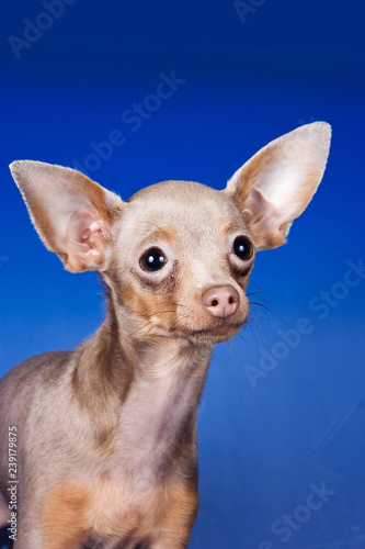 Toy Terrier puppy on blue background © Dixi_
