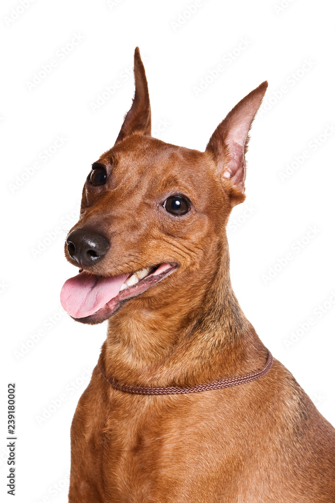 Pinscher dog (isolated on white) Pinscher dog (isolated on white)