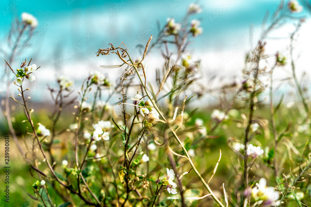 Obraz premium Wild white flowers on background of blue sky, near Montserrat mountain, Barcelona