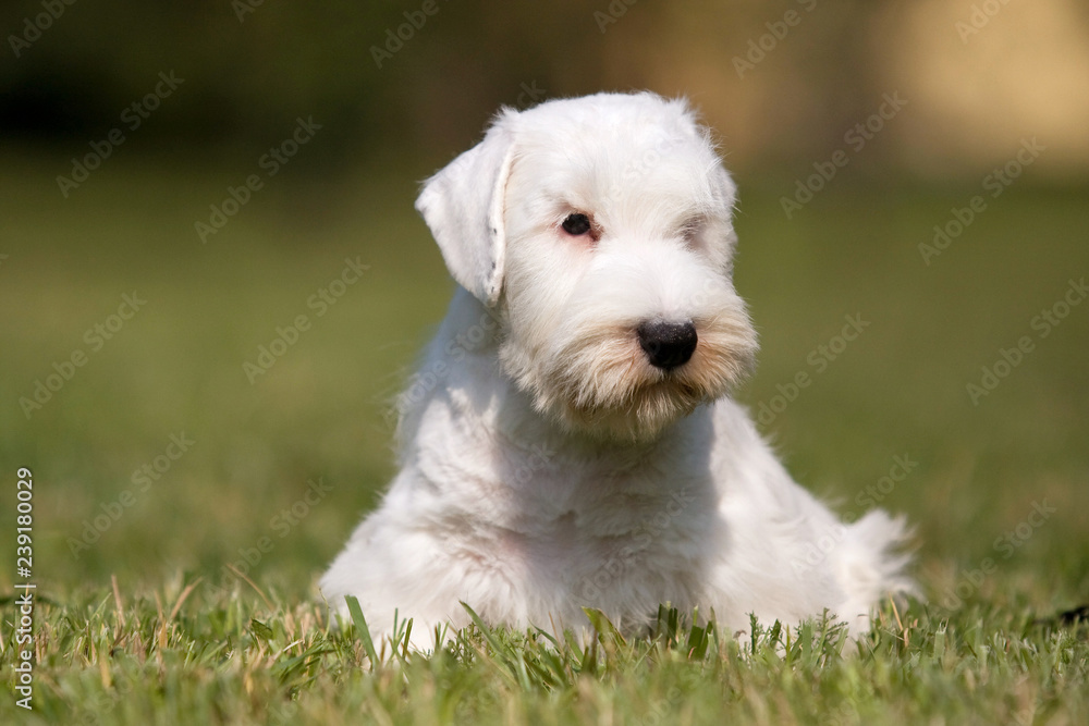 White puppy West Highland Terrier in the grass in the sun White puppy West Highland Terrier in the grass in the sun