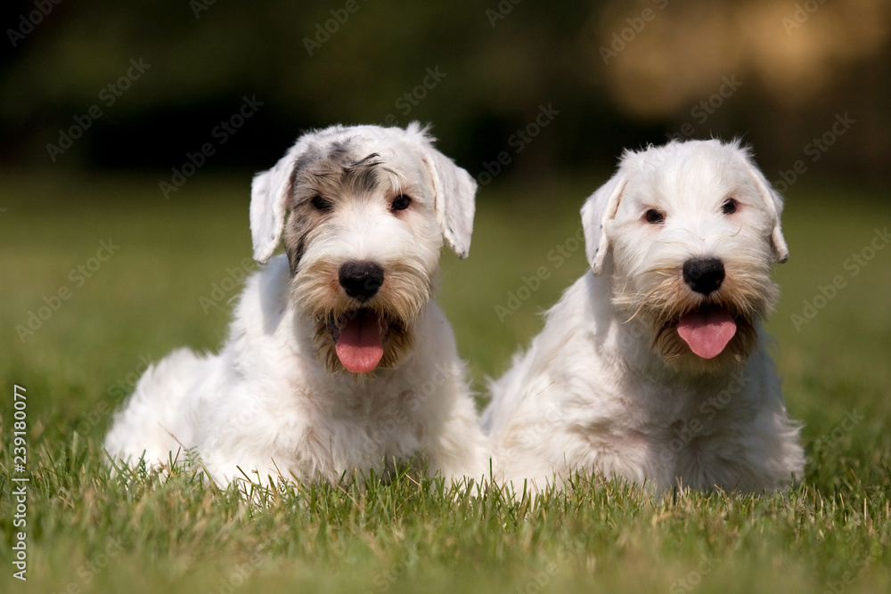 White puppy West Highland Terrier in the grass in the sun