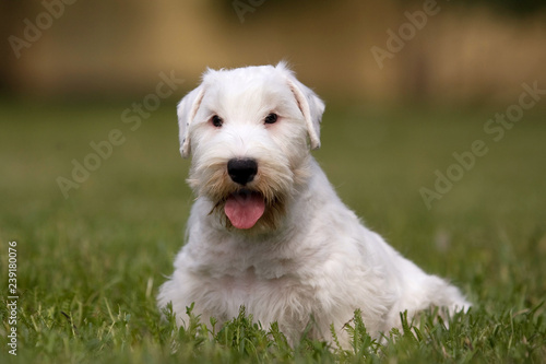 White puppy West Highland Terrier in the grass in the sun