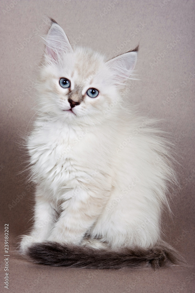 Fluffy white kitten Siberian cats on a gray background