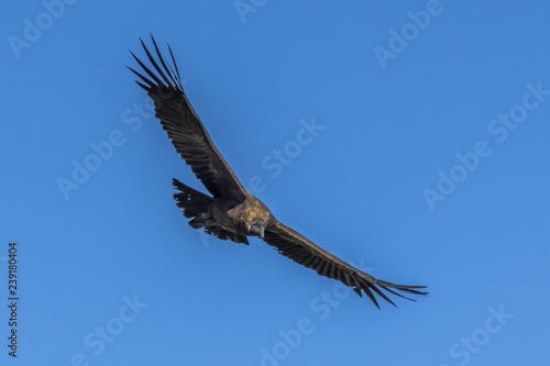 Condor with big wings in the sky of Peru