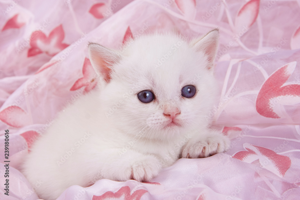 Cute white british cat kitten on a pink background Cute white british cat kitten on a pink background