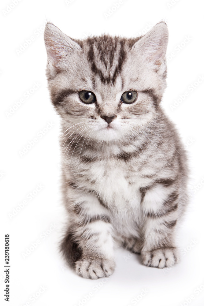 British cat fluffy tabby kitten (isolated on white)