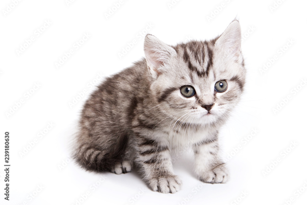 British cat fluffy tabby kitten (isolated on white)