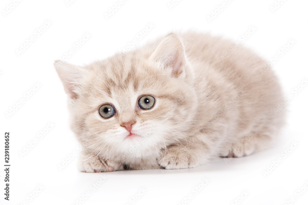 British cat fluffy tabby kitten (isolated on white) British cat fluffy tabby kitten (isolated on white)