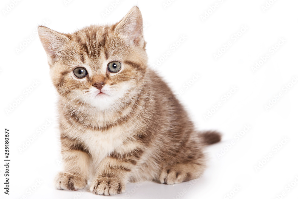 British cat fluffy tabby kitten (isolated on white) British cat fluffy tabby kitten (isolated on white)