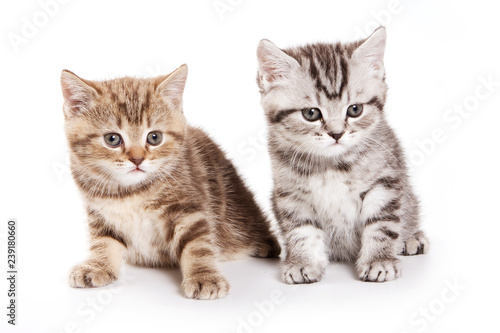 two fluffy tabby kitty british cat  isolated on white 