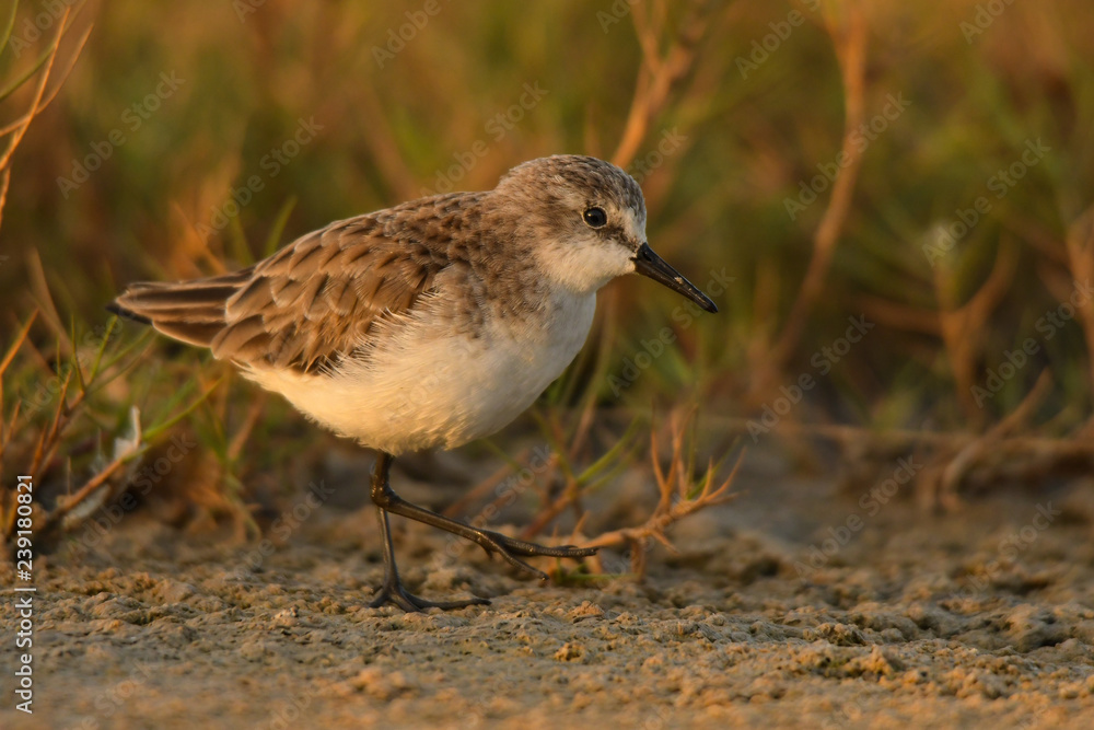 Little Stint / Calidris minuta Little Stint / Calidris minuta