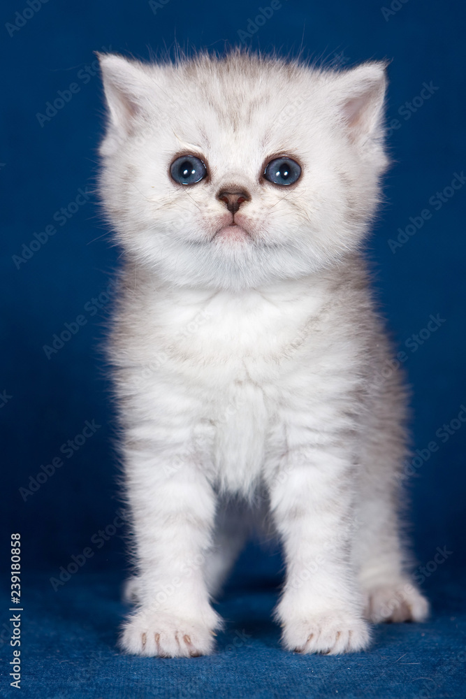 White striped kitten Scottish fold on a blue background White striped kitten Scottish fold on a blue background