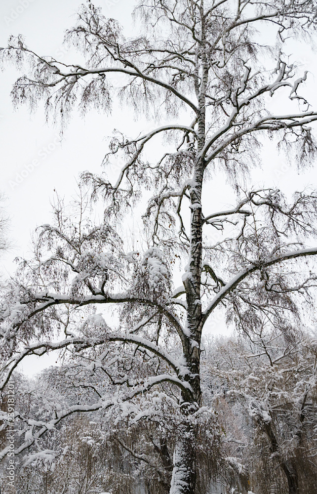  trees in the snow, beautiful winter landscape