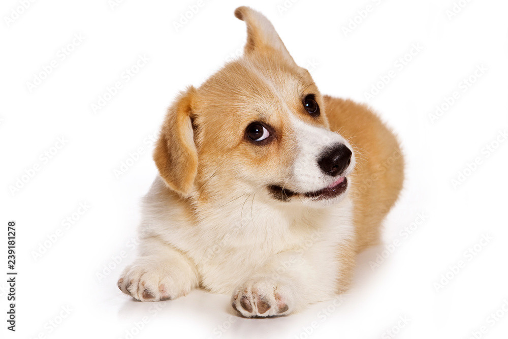 Funny red dog welsh corgi pembroke puppy (isolated on white)