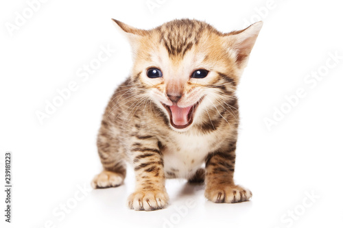 Bengal Cat kitten meows (isolated on white)