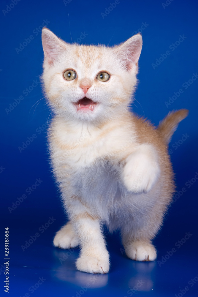 Bright striped kitten British cat meows on a blue background Bright striped kitten British cat meows on a blue background